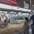Najteži bik Srbije zove se Jablan i ima skoro 2 tona! On je zvezda Novosadskog sajma i svi žele da ga vide, a gazda kaže…