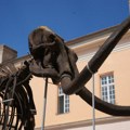 Mamut Kika otkriva tajne praistorije! Jedan od najkompletnijih skeleta na svetu čuva se baš u Srbiji i privlači hiljade…