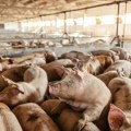 Afrička kuga svinja se širi Srbijom: Održan hitan sastanak, zaraženo 500 gazdinstava, uključila se i Vojska Srbije