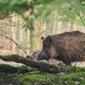 Srbi u panici na Halkidikiju: Ogroman divlji vepar lutao ulicama omiljenog letovališta