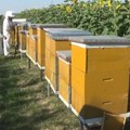 "Pčelarski dan lipe 2023" u Sremskoj Mitrovici