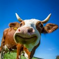 Izabrana najlepša krava u Bujanovcu Lepotica svoje vrste a tek kad čujete cenu Dala skoro 6.000 litara mleka umesto lente…