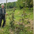 Kivi uspeva i na 800 metara nadmorske visine