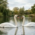 Beli labud – ptica koja je postala večni simbol ljubavi i vernosti