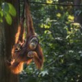 Kamera snimila kako sumatranski orangutan prvi put prelazi javni drum preko veštačkog mosta