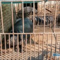 Apel poljoprivrednicima da primene mere zaštite zbog širenja afričke kuge svinja u Mačvanskom i Sremskom okrugu