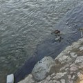 Ekološki incident na reci Raški: Ispituje se poreklo crne materije koja se izlila u vodu