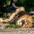Ужас у Токију: Три лава угинула од врућине у зоолошком врту, особље успело да спаси 10 животиња