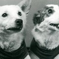 Belka i Strelka i danas „putuju“ kroz vreme: preparirani psi mogli bi da opstanu vekovima