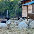Izložba autohtonih rasa domaćih životinja i rukotvorina za vikend u niškom „Zoo Kutku“