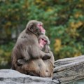 Mužjaci majmuna češće imaju odnose sa drugim mužjacima nego sa ženkama