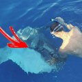 "Nežni div je bespomoćno plutao": Propeler unakazio ogromnu ribu u Jadranu koja može da teži nekoliko tona (foto)