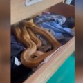 Porodica otvorila fioku za čarape i doživela šok Usledio jeziv ugriz zmije! (video)