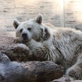 Medvedi u zoo vrtu u Finskoj spavali samo šest nedelja