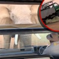 Slon bacio u vazduh kamion sa turistima: Drama na safariju, pobesnela grdosija izašla na put, ali vozač ostao pribran (video)