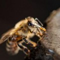 Пчела убола мушкарца у Прељини, па изгубио свест Полицајци му овако спасили живот