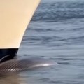 Kruzer uplovio u njujoršku luku sa mrtvim kitom na pramcu