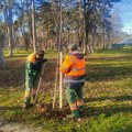 Kragujevac: Nove drvoredne sadnice na javnim površinama