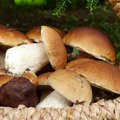 Berači pečuraka razočarani Pohrlili su u šume nadajući se dobroj zaradi ali...