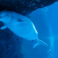 Drama u Kanadi: Čuveni park preti eutanazijom 30 beluga kitova zbog odbijenog premeštanja u Kinu