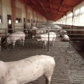 Afrička kuga svinja u opštini Topola – proglašeno zaraženo područje