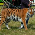 Tigar iskočio iz cirkuske arene ka publici: Nema povređenih, ali je pokrenuta istraga