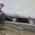 Neviđeno čudo u Srbiji: Rodilo se prase bez ušiju, postao miljenik domaćina, već mu dali ovo simpatično ime