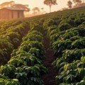 Prognoza uzdrmala berze – cena kafe za dan skočila 20 odsto, šta će nas sačekati na rafovima