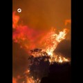 (Video) Mačke izazvale gigantske požare! Otkrivene užasne scene u evropskoj državi: životinjama za repove vezivali krpe i…