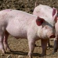 Afrička kuga odnela više od 36.000 svinja, u Sremu najkritičnije