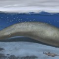 Rebra od 1,4 metra i pršljenovi teški po 100 kg: Da li je "kit kolos" najteža životinja koja je ikada živela na zemlji