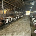 Stočari u zapadnoj Srbiji ne koriste GMO u ishrani stoke