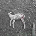 Krvavi pir pasa lutalica u čačanskom selu Konjevići – zaklali sjagnjenu ovcu i dvoje jagnjadi