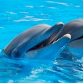 Tajne sveta delfina: Od orka do Maui čuda