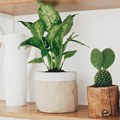 Difenbahija – elegantna, ali i otrovna biljka koju rado držite u kućama