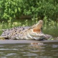 Uginuo najveći krokodil u zatočeništvu: Imao više od tone i 110 godina