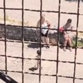 Šta ova Žena radi sa detetom na Zvezdari? Snimak izazvao bes na mrežama i izazvao žestoku raspravu! "Jeziva situacija, neka…