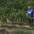 Mitrovići iz Rogojevca uzgajaju orahe: Uprkos zahtevnoj prozivodnji, ISPLATI SE, zasadi traju i više od 40 godina