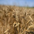 Zeleni evroparlamentarci protiv gmo hrane u EU: Odluke Komisije su samo političke, a ne naučne