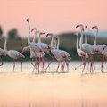 Pink flamingosi su jedna od atrakcija crnogorskog primorja, evo gde možete da ih vidite