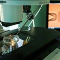 Naučnici se založili za eksperimente na embrionima starim do 28 dana