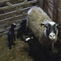 Čudo od ovce, tri puta jagnjila trojke a sad stigle šestorke (VIDEO)