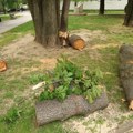 Orkanski vetar krši i lomi po Srbiji! Olujni udari oborili drvo na Tašmajdanu, evo u kojim delovima zemlje se košava ne…