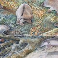 Životinje: Australijski naučnici otkrili praistorijskog kljunara „ehidnapusa”
