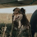 Evropski sud zaključio da su kućni ljubimci deo prtljaga u avionu