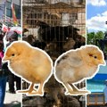 Retke vrste živine privukle najmlađe: Pilići, pačići, čurići, morići na Sajmu u Novom Sadu mogu se i kupiti, evo koliko koštaju…