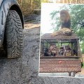 Hit scena sa safarija: Lav i lavica skočili na krov džipa, turisti pomislili da će da odremaju, ali imali su druge planove…