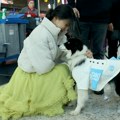 Антистрес терапија на истанбулском аеродрому: Шетају псе около да би смирили путнике пред лет - одушевљен свако ко их види