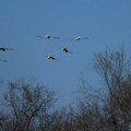 Uleteo u jato flamingosa – avion oštećen, a gotovo 40 ptica nastradalo
