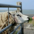Zaraza u crnoj gori, preti da pređe kod nas Prenosi se sa životinje na čoveka, potvrđeni prvi slučajevi